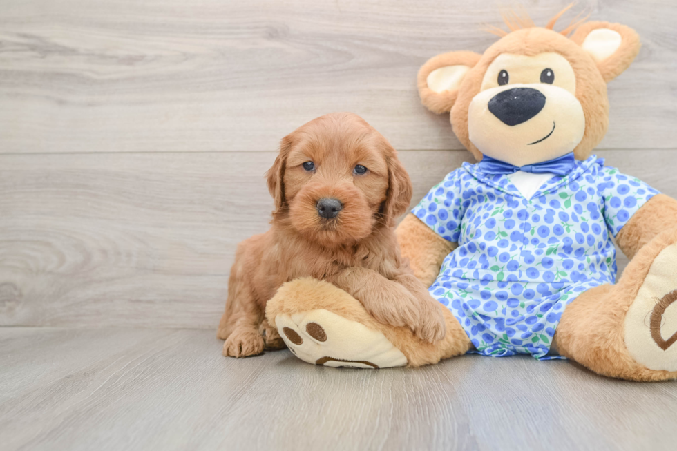 Energetic Golden Doodle Poodle Mix Puppy