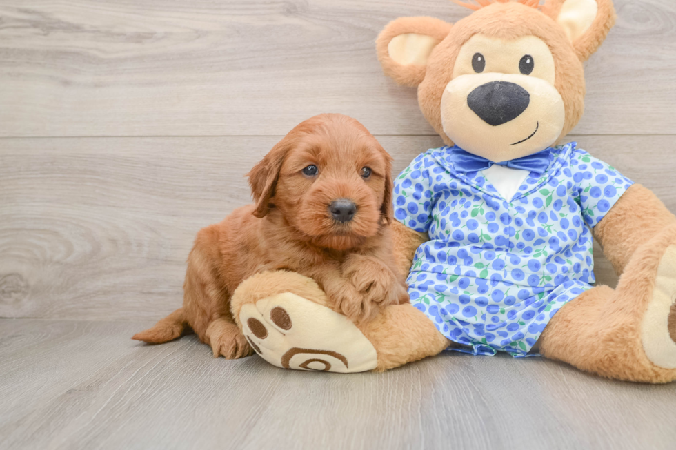 Mini Goldendoodle Pup Being Cute
