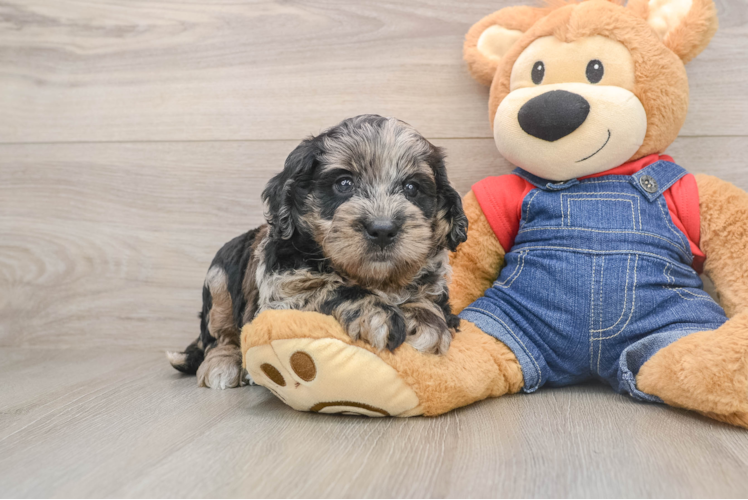 Mini Goldendoodle Puppy for Adoption