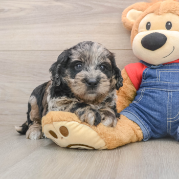 Mini Goldendoodle Puppy for Adoption