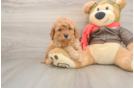 Mini Goldendoodle Pup Being Cute