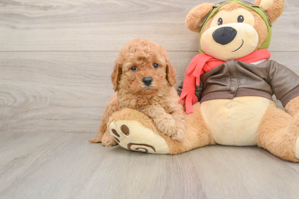 Mini Goldendoodle Pup Being Cute