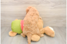 Best Mini Goldendoodle Baby