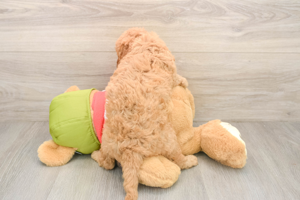 Best Mini Goldendoodle Baby