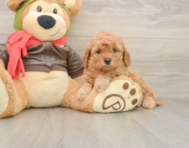 7 week old Mini Goldendoodle Puppy For Sale - Premier Pups