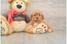 Popular Mini Goldendoodle Poodle Mix Pup