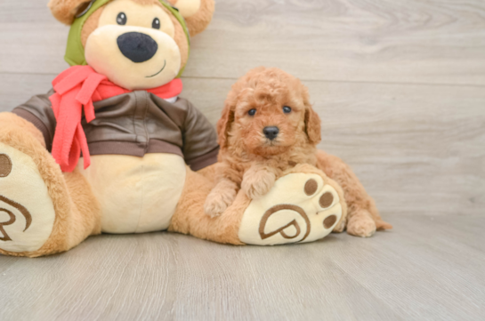 Popular Mini Goldendoodle Poodle Mix Pup