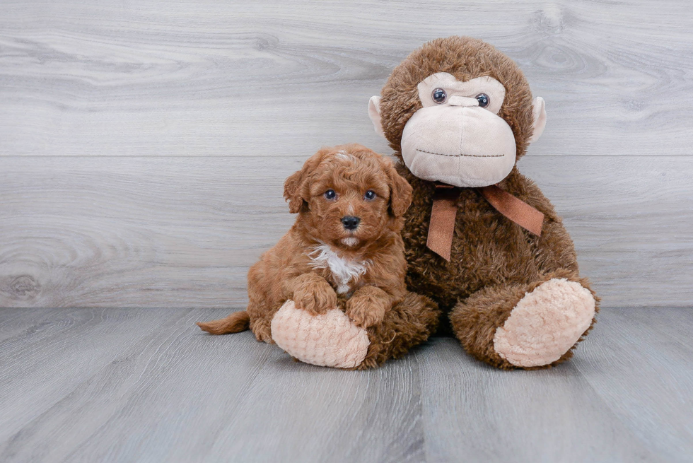 Mini Goldendoodle Puppy for Adoption