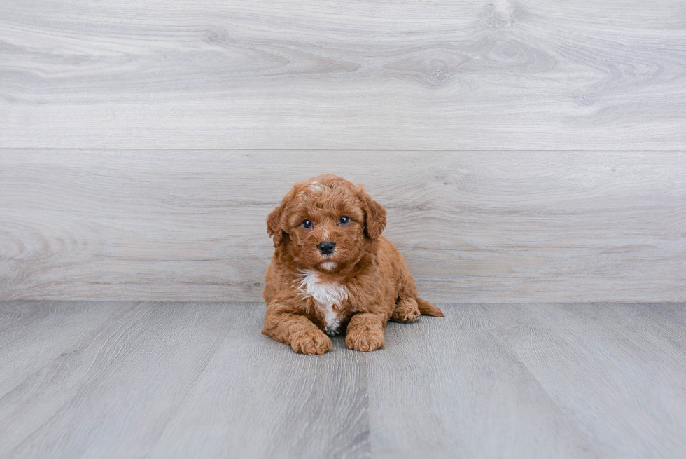 Mini Goldendoodle Pup Being Cute