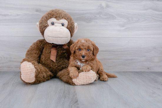 Petite Mini Goldendoodle Poodle Mix Pup