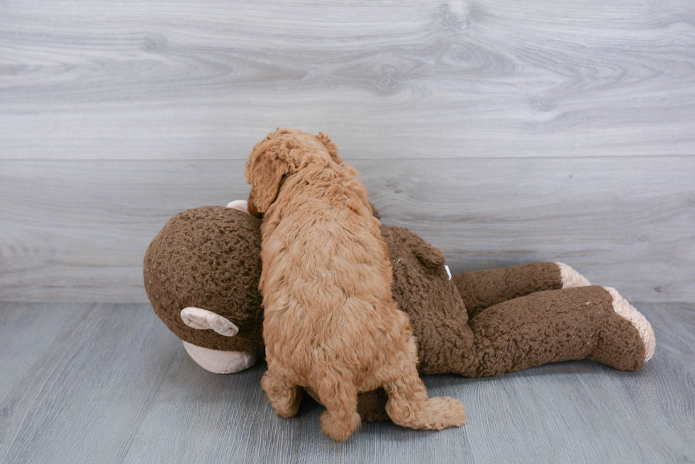 Hypoallergenic Golden Retriever Poodle Mix Puppy