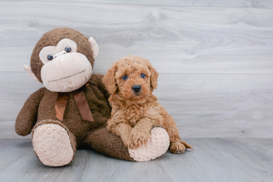 Small Mini Goldendoodle Baby