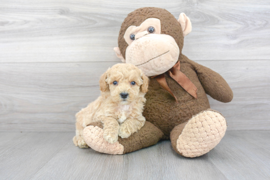 Popular Mini Goldendoodle Poodle Mix Pup