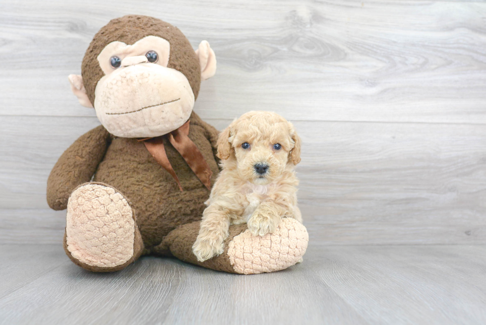 Energetic Golden Retriever Poodle Mix Puppy