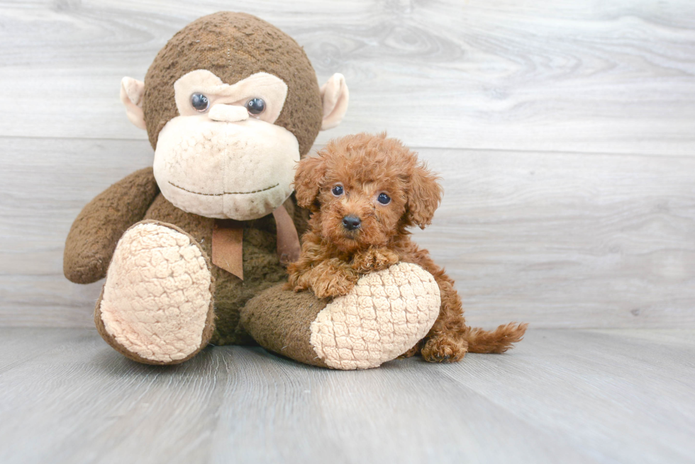 Cute Mini Goldendoodle Poodle Mix Pup