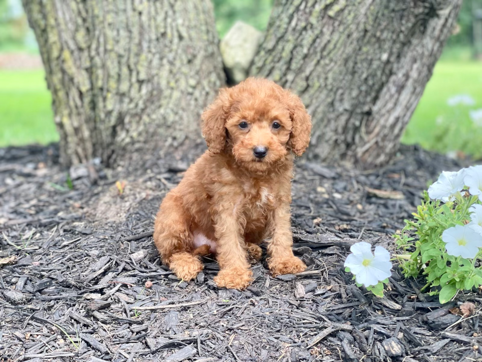 Cute Mini Goldendoodle Poodle Mix Pup