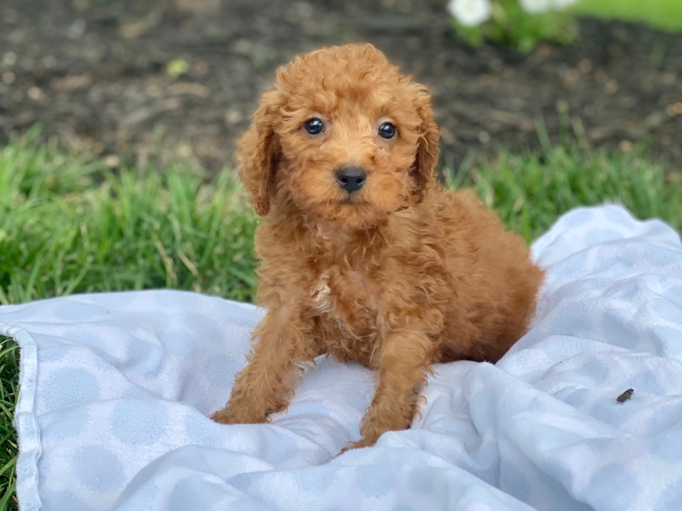 Cute Golden Retriever Poodle Mix Puppy