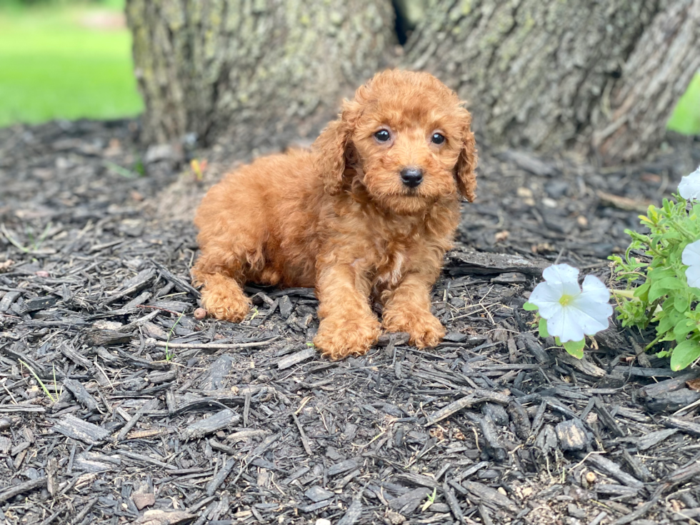 Mini Goldendoodle Puppy for Adoption