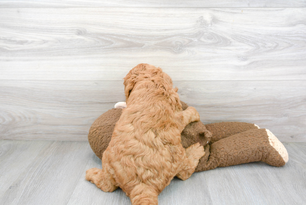 Petite Mini Goldendoodle Poodle Mix Pup