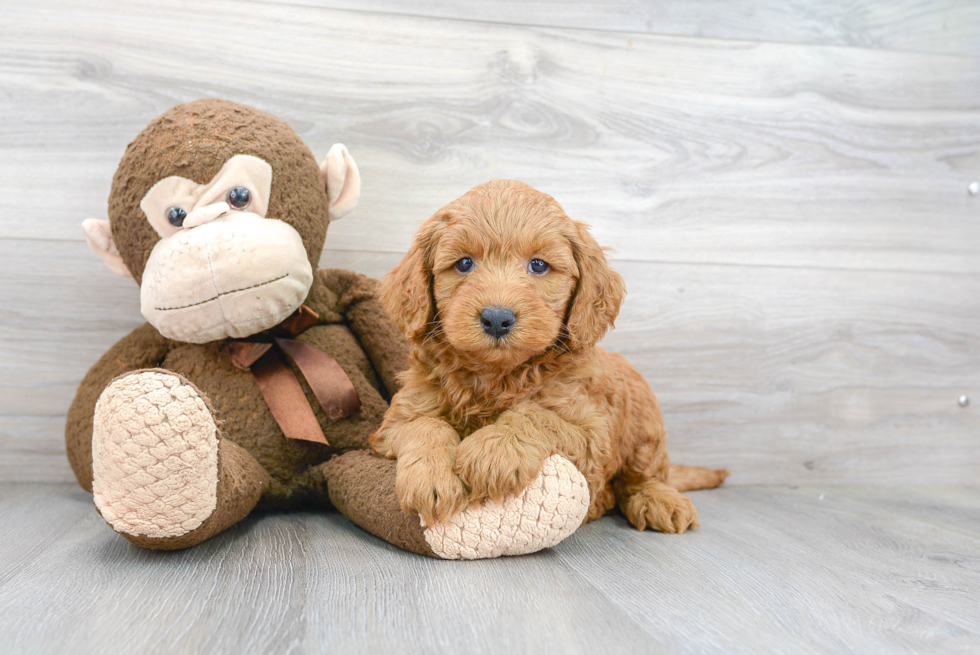 Best Mini Goldendoodle Baby