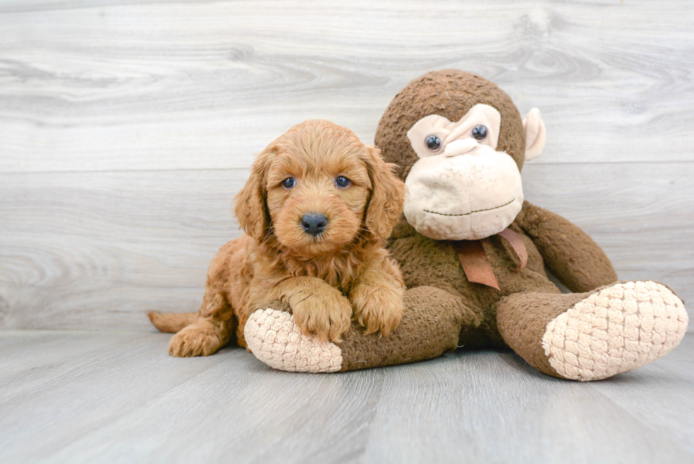 Smart Mini Goldendoodle Poodle Mix Pup