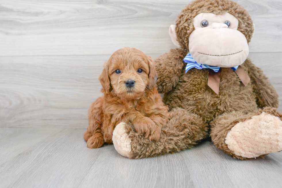 Energetic Golden Retriever Poodle Mix Puppy