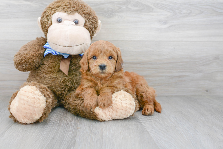 Fluffy Mini Goldendoodle Poodle Mix Pup