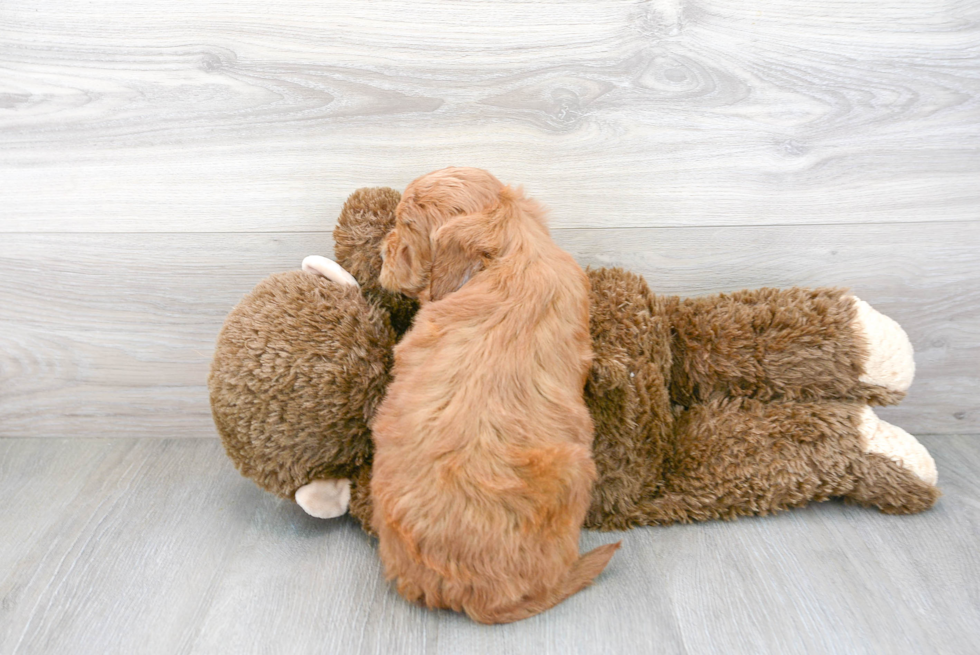 Playful Golden Retriever Poodle Mix Puppy