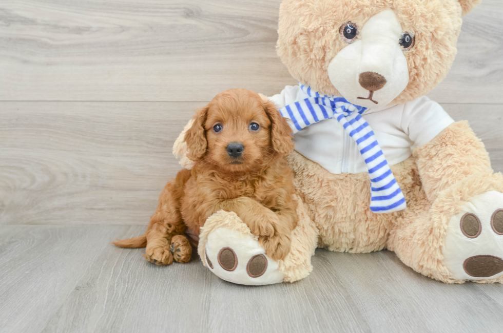 6 week old Mini Goldendoodle Puppy For Sale - Premier Pups