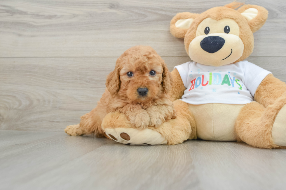 Energetic Golden Doodle Poodle Mix Puppy