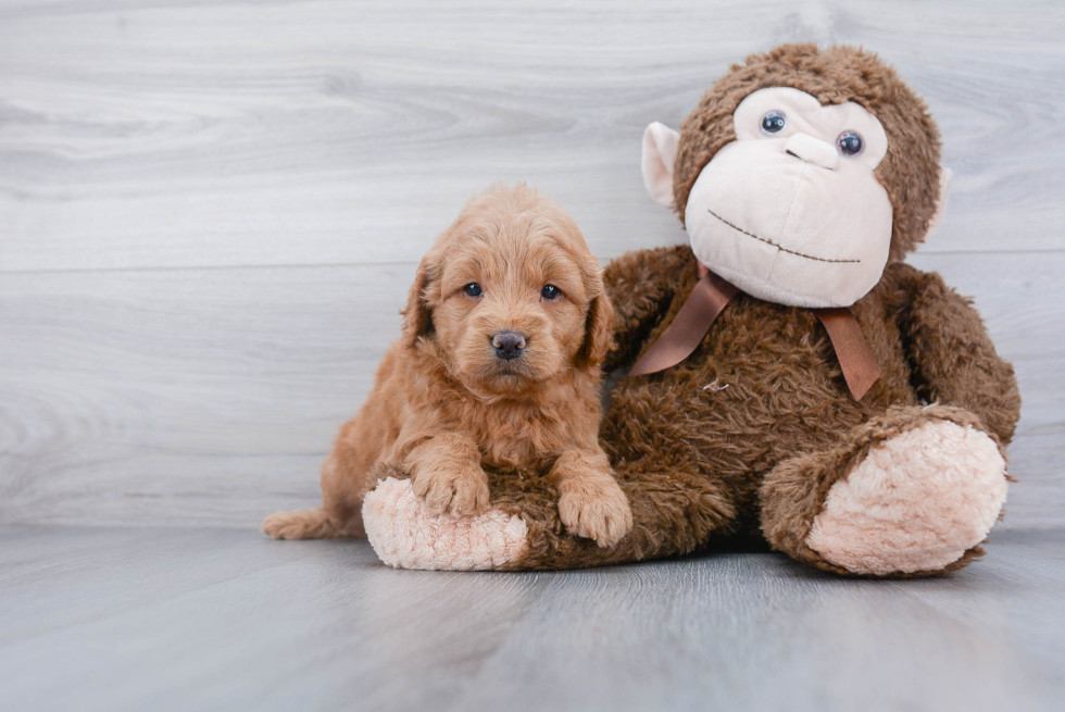 Popular Mini Goldendoodle Poodle Mix Pup