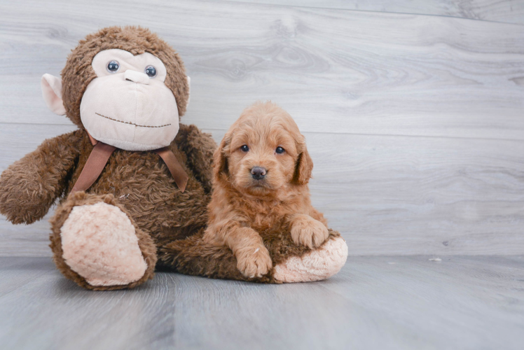 Mini Goldendoodle Pup Being Cute