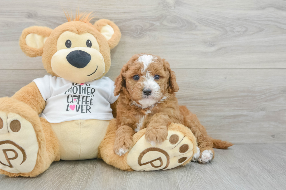 5 week old Mini Goldendoodle Puppy For Sale - Premier Pups