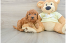 Mini Goldendoodle Pup Being Cute