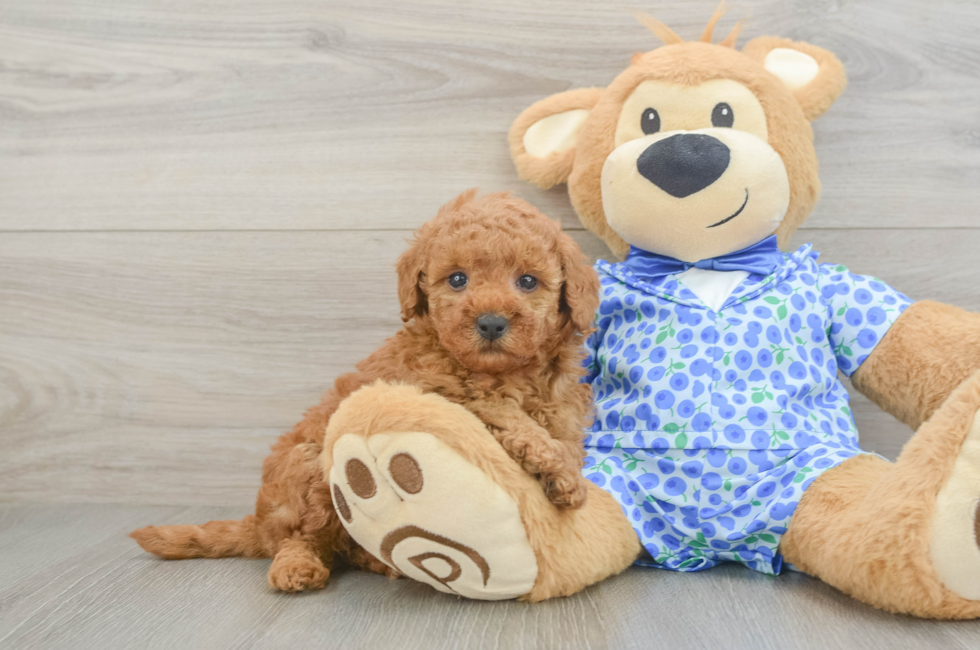 5 week old Mini Goldendoodle Puppy For Sale - Premier Pups