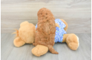 Best Mini Goldendoodle Baby