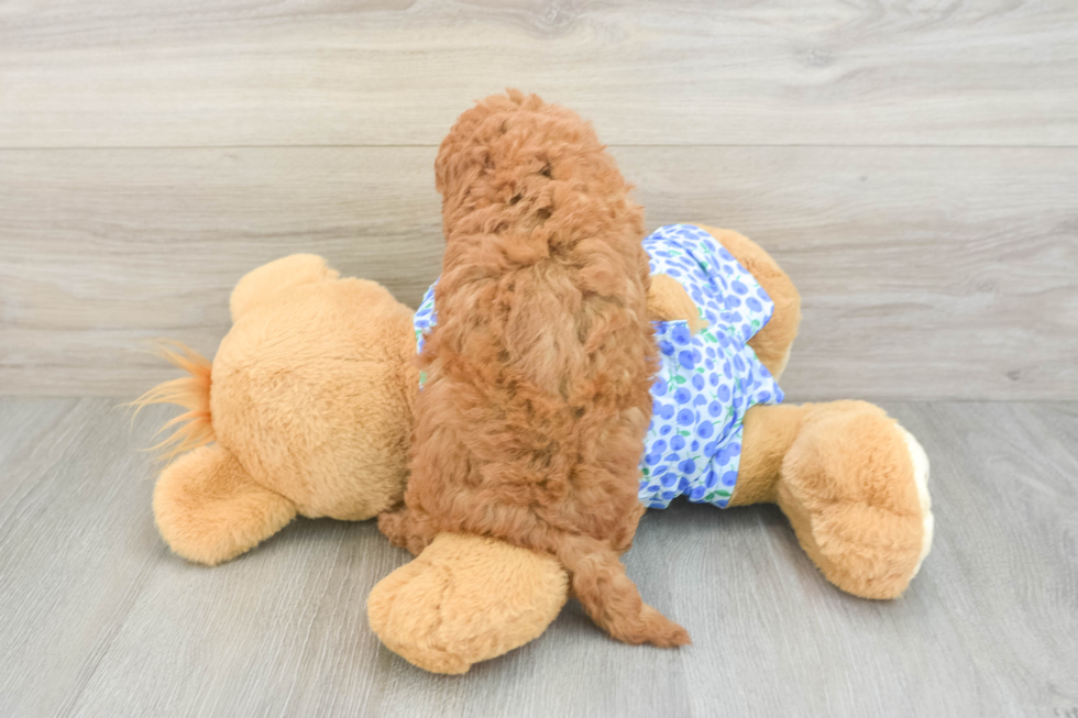 Best Mini Goldendoodle Baby