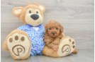 Best Mini Goldendoodle Baby