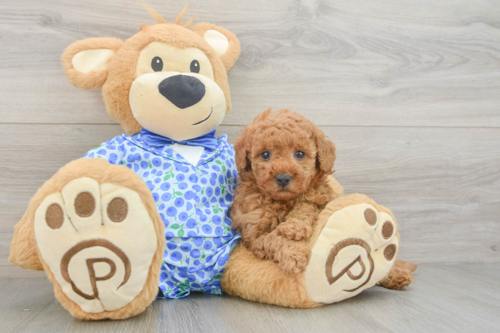 Best Mini Goldendoodle Baby