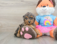 9 week old Mini Goldendoodle Puppy For Sale - Premier Pups