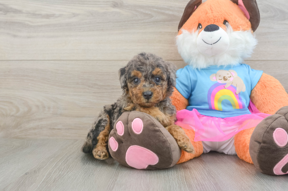 5 week old Mini Goldendoodle Puppy For Sale - Premier Pups