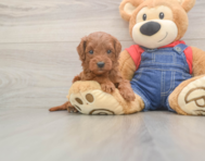 5 week old Mini Goldendoodle Puppy For Sale - Premier Pups