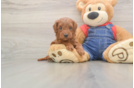 Petite Mini Goldendoodle Poodle Mix Pup