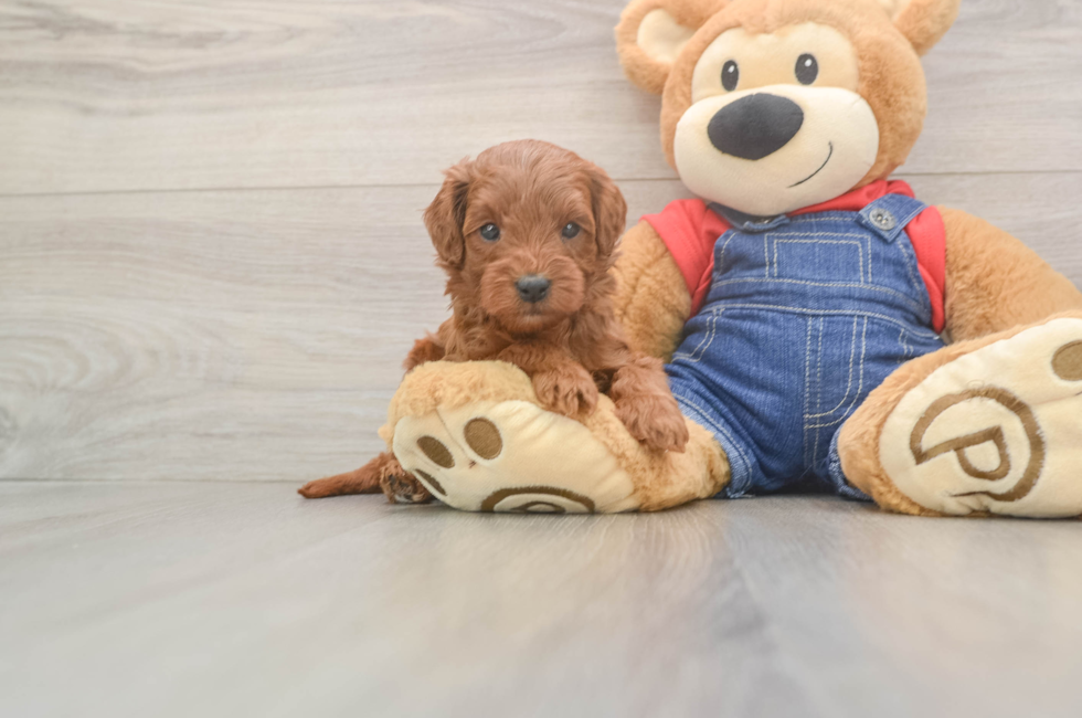5 week old Mini Goldendoodle Puppy For Sale - Premier Pups