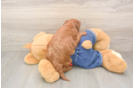 Mini Goldendoodle Pup Being Cute