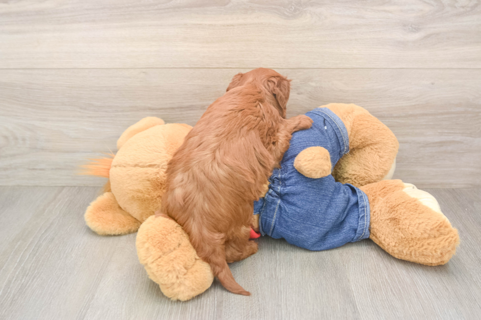 Mini Goldendoodle Pup Being Cute