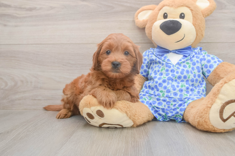6 week old Mini Goldendoodle Puppy For Sale - Premier Pups