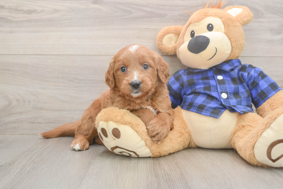 Meet Bambi - our Mini Goldendoodle Puppy Photo  2/3 - Premier Pups Playful Mini Groodle Poodle Mix Puppy