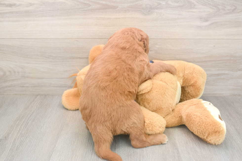 Meet Bambi - our Mini Goldendoodle Puppy Photo  3/3 - Premier Pups Adorable Golden Retriever Poodle Mix Poodle Mix Puppy