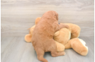 Meet Bambi - our Mini Goldendoodle Puppy Photo  3/3 - Premier Pups Adorable Golden Retriever Poodle Mix Poodle Mix Puppy